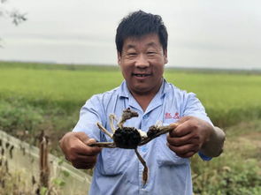 靜海本地稻田蟹上市，快來搶鮮品嘗！