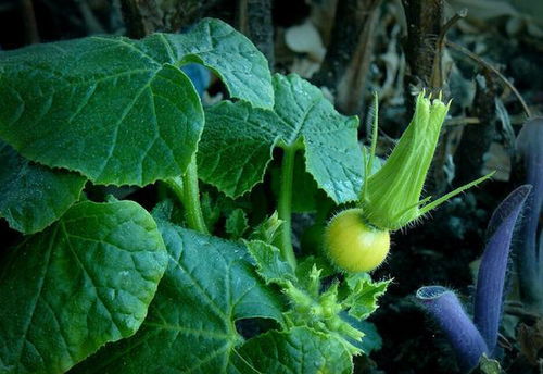 寡婦年倒春寒，春耕前必知的農諺與谷物種植