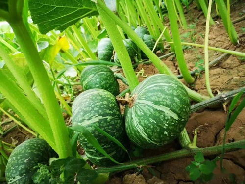 蘭陵長城2020年谷物種植亮點 科技助力豐收，綠色引領發展