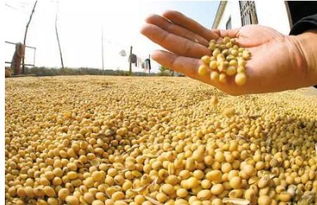 2018年中國糧食產量創新高，谷物種植結構持續優化