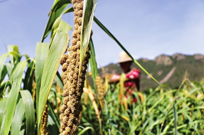 多食全谷物 膳食纖維的天然寶庫與谷物種植之道