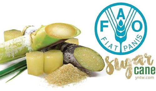 全球食糖價(jià)格指數(shù)連續(xù)第四個(gè)月上行 谷物種植因素影響引人關(guān)注