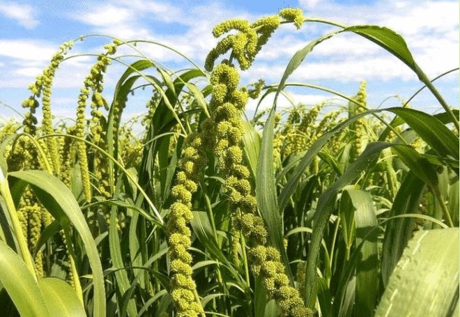 那年愿 深耕陜北佳縣的有機(jī)農(nóng)業(yè)，守護(hù)谷物種植的健康之道