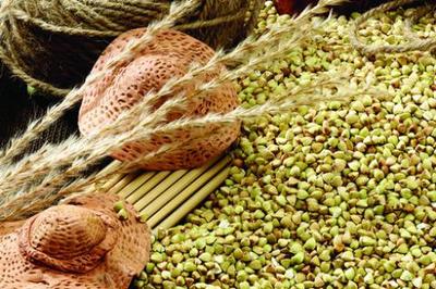 青稞 青藏高原的生命之糧與獨(dú)特谷物種植