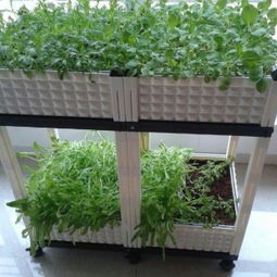 文安縣正達塑料模具制品廠 蔬菜種植箱與谷物種植的創新解決方案