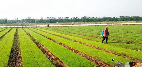 厲害了，孕育大夢想的小秧苗 沛縣萬畝稻田“待嫁”，打造現代農業新典范