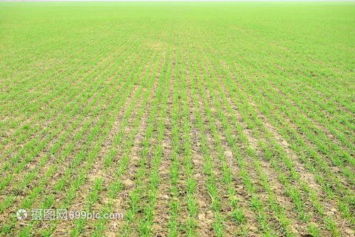 春冬小麥田野林谷物種植 輪作與生態農業的實踐