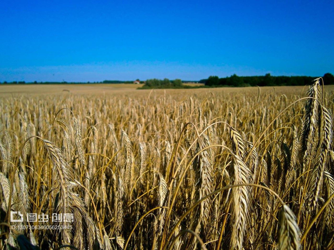 德國烏克馬克地區谷物種植 傳統農業與現代機遇的融合