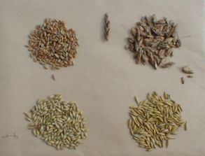 五谷豐登 探尋世界谷物圖譜與種植智慧